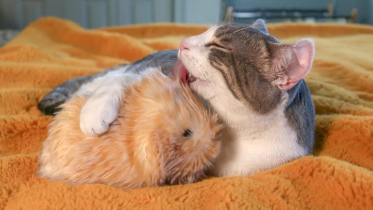 Robot Gemas Ini Bikin Gempar! Apa Istimewanya? Robot Gemas Ini Bikin Gempar! Apa Istimewanya?