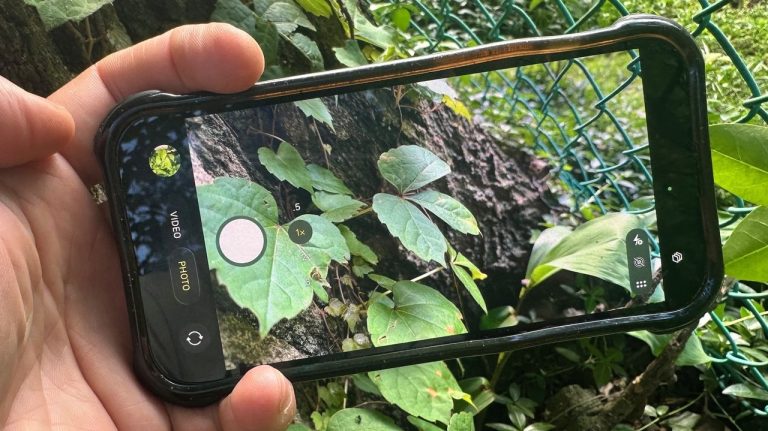 Terungkap Cara Gemini Lindungi Anda dari Racun Daun