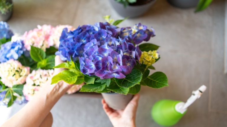 4 Trik Ajaib Selamatkan Hydrangea Layu